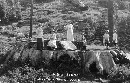"""Big Stump,"" Kings Canyon National Park, Calif."