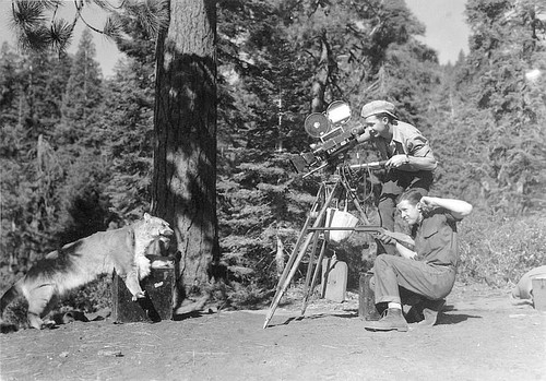 "Spunky, Animal Actor in Movie ""Sequoia,"" Tulare County, Calif., 1933"