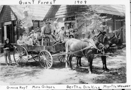Mule-Drawn Transportation, Sequoia National Park, Calif., 1909