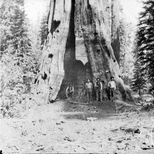 """Boole Tree,"" Sequoia National Park, Calif., Late 1800s"