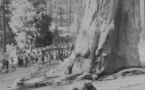 General Grant Tree, Grant Grove, Kings Canyon National Park, Calif