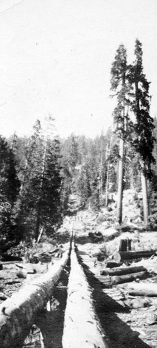 "Log ""Skid,"" Shaver Lake, CA, 1909"