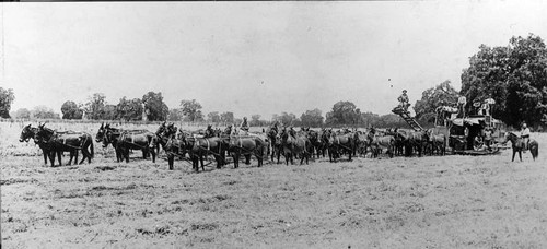 42-Mule Team, Chatten Ranch, Visalia, Calif., 1900