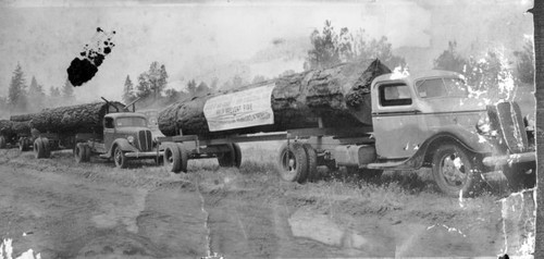 Logger Promotes Fire Safety, Hume Lake, Calif