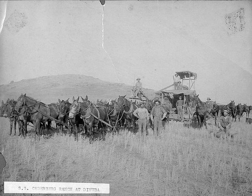 Harvesting at Cederberg Ranch, Dinuba, Calif., Late 1800s
