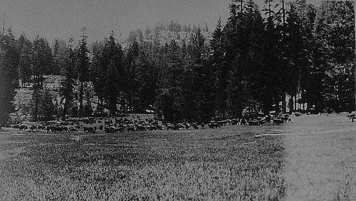 Camp Nelson Cattle Drive, Porterville, Calif., ca 1920