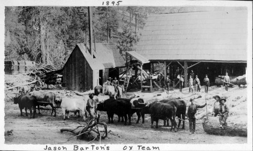 Jason Barton Ox Team, Sequoia National Park, 1895