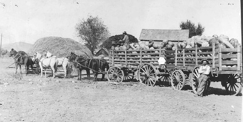 Melon Crop, Tulare County, Calif., Late 1800s