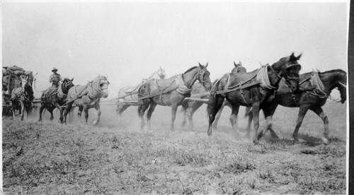 Team Hauling Sacks of Grain, Tulare County, Calif., Early 1900s