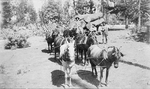 Primitive Logging, Sequoia National Park, CA, Late 1800s