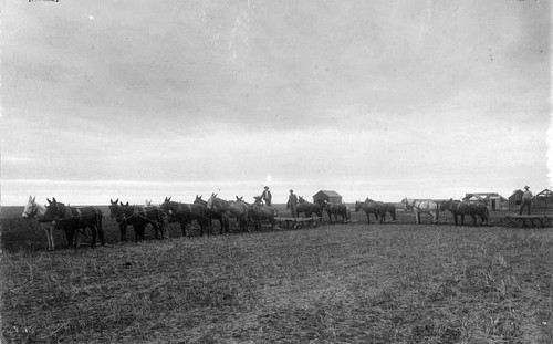 Mule Teams Begin a Day's Work, Tulare County, Calif