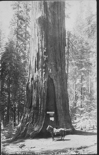 General Sherman Tree, Sequoia National Park, Calif., 1920s
