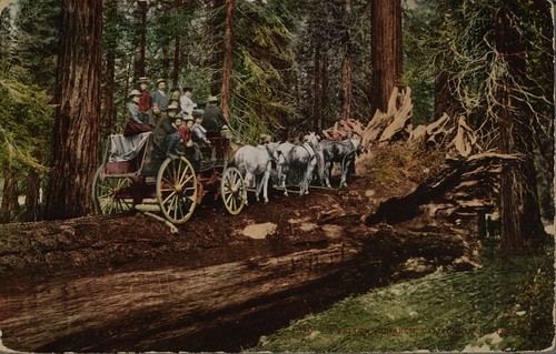 Wagon on Tree, Sequoia National Park, Calif