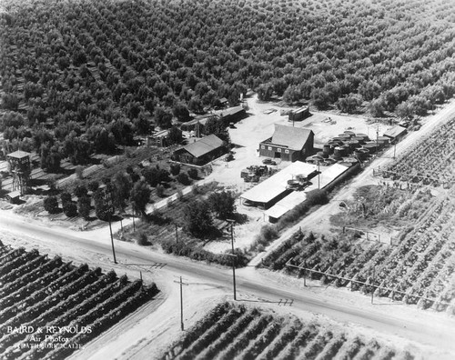 Olive Producers, Lindsay, Calif., 1930s