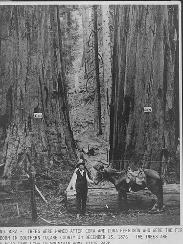 """Sister Trees,"" Sequoia National Park, Tulare County, Calif."