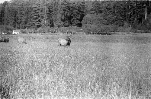 Elks in Tulare County, California, 1937