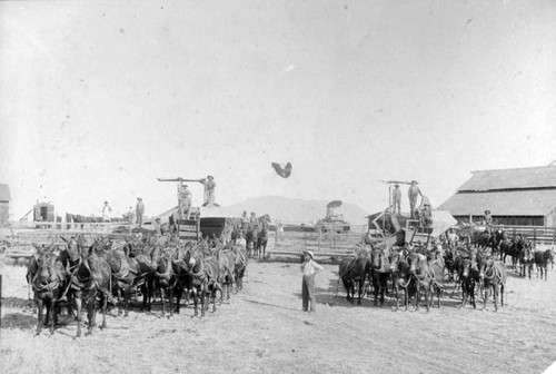 Wheat Threshing Equipment, Orosi, Calif., 1889