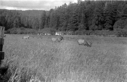 Elks in Tulare County, California, 1937
