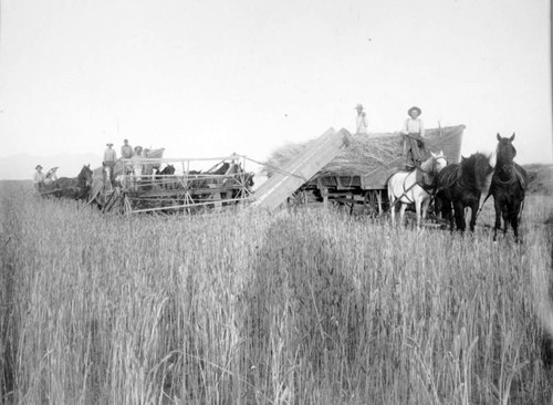 Header and Header Bed Wagon, Dinuba, Calif., 1889