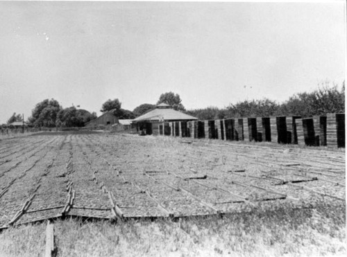 J. N. Patterson Ranch, Dinuba, Calif., ca 1914