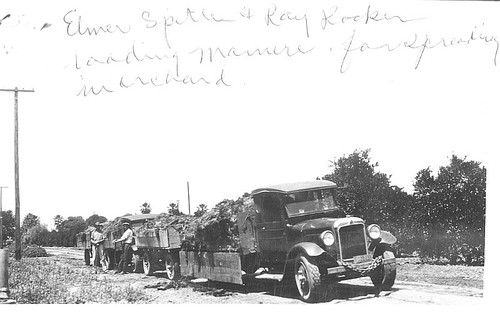Orchard Work, Lindsay, Calif., 1920s
