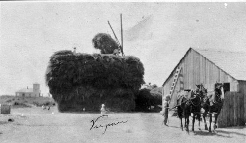 Hay Stacking, Worthley Ranch, Easton, Calif., 1912