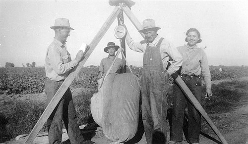 Royce McGregor Weighing Cotton, Pixley, Calif