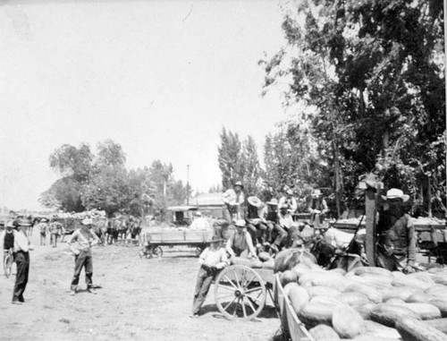 Watermelon Harvest, Dinuba, Calif, Early 1900s