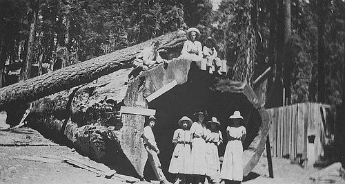 Camping Trip, Mountain Home, Tulare County, Calif., 1911