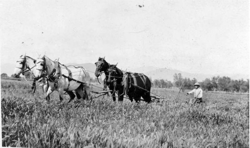 Cutting Hay, Woodlake, Calif., Early 1900s