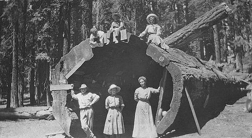 Camping Trip, Mountain Home, Tulare County, Calif., 1911
