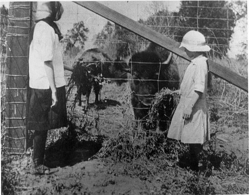 Buffalos at Mooney Grove County Park, Visalia, Calif