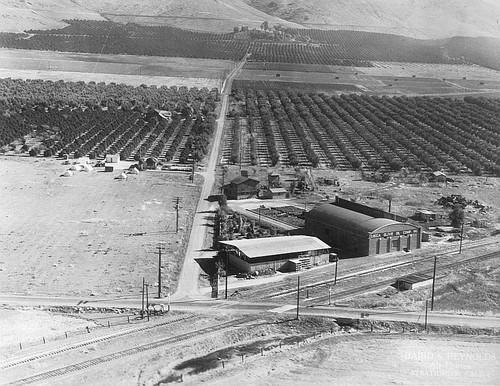 Lucca Olive Oil Co., Lindsay, Calif., 1930s
