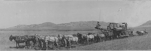 Grain Harvester 22 Horse Team, Lemon Cove, Calif