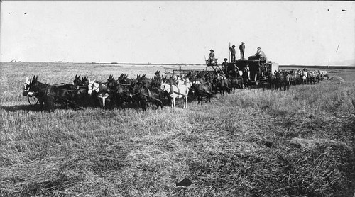 Grain Harvest, Tulare, Calif., Early 1900s