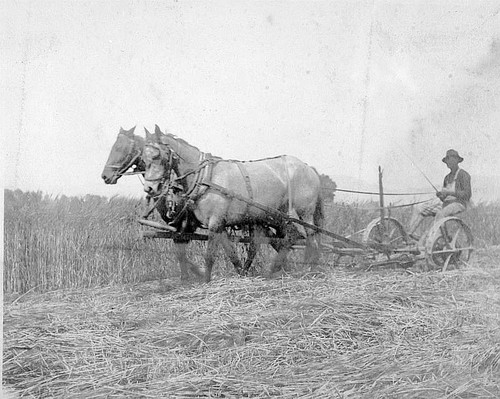 Cutting the Crop, Woodlake, Calif