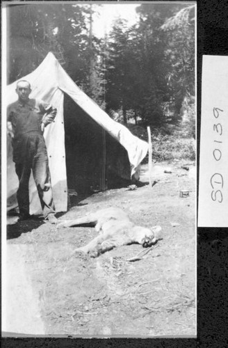 Will Worthley and Mountain Lion, Sierra Nevada Mountains, ca 1910