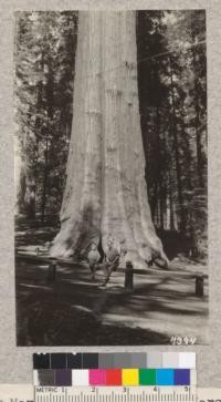 Joe Marshall Sr. and Joe Marshall Jr. at the General Sherman Tree, Giant Forest