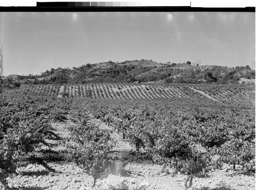 Vineyards of Mendocino County Calif