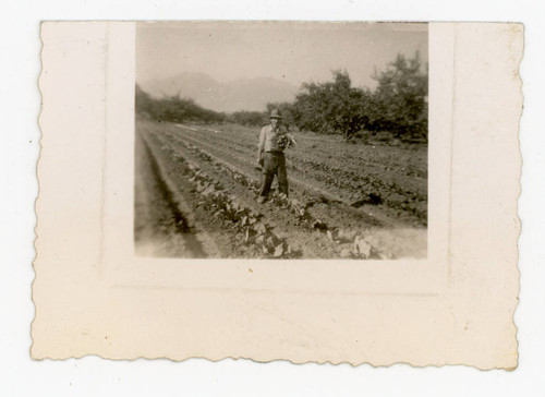 George Yoshizumi Takahashi standing in lettuce field