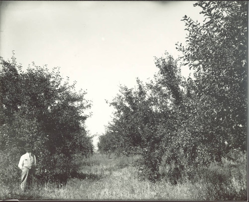 Bellford apple orchard