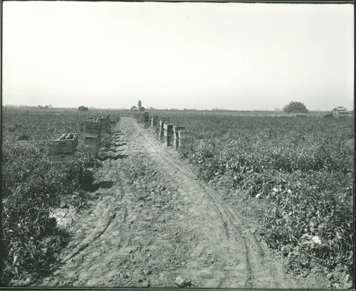 Tomato Plants