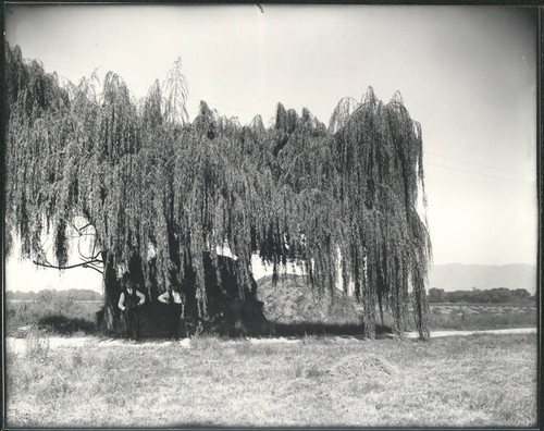 Weeping Willow and alfalfa stacks