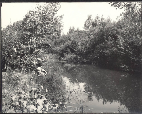 Coyote Creek