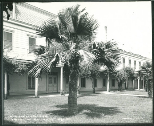 Fan palm tree, in bloom & fruit