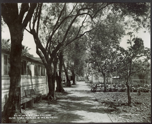 Olive trees planted in 1812