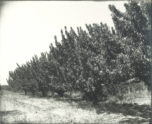 Cherry trees