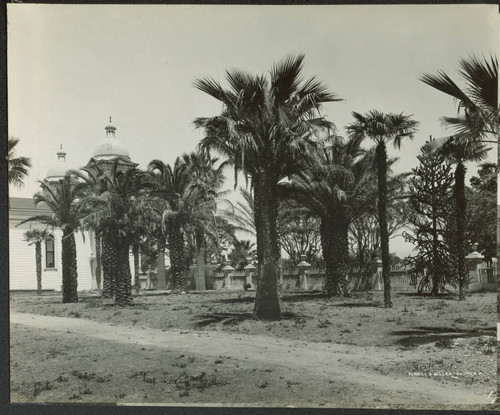 Palm trees in the garden