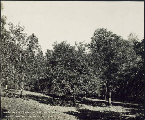 In the chestnut orchard