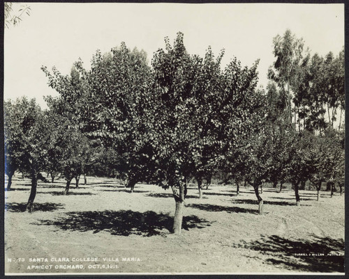 Apricot orchard